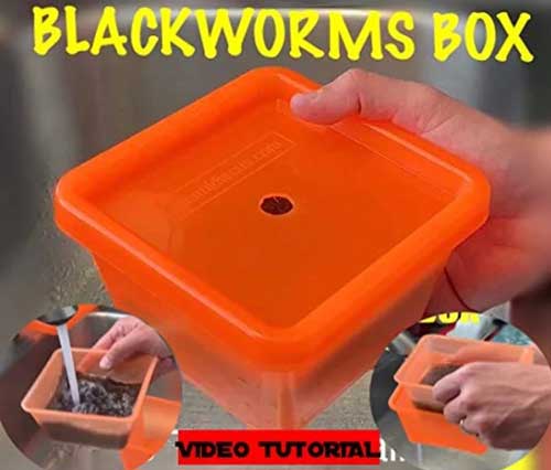 blackworms container with micro mesh